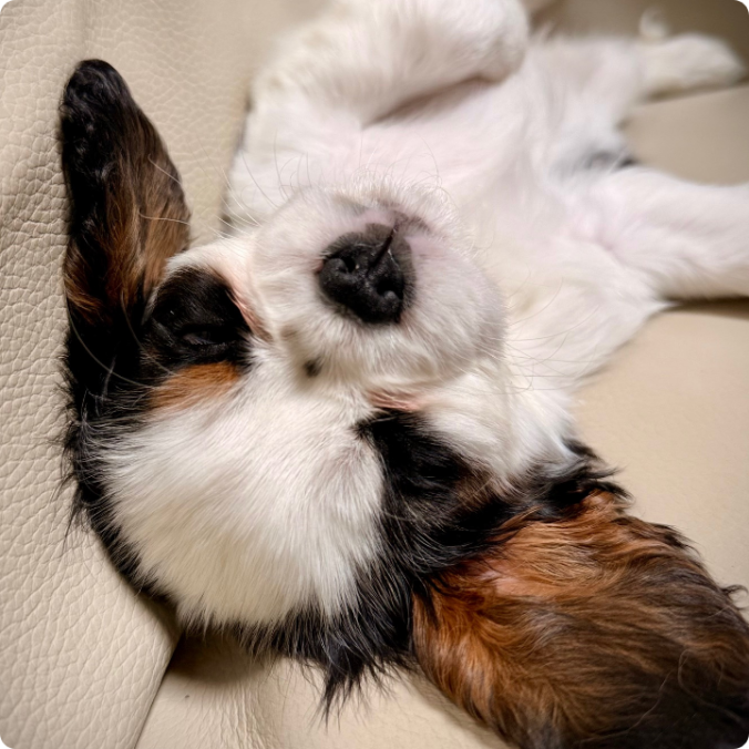 Percy Puppy